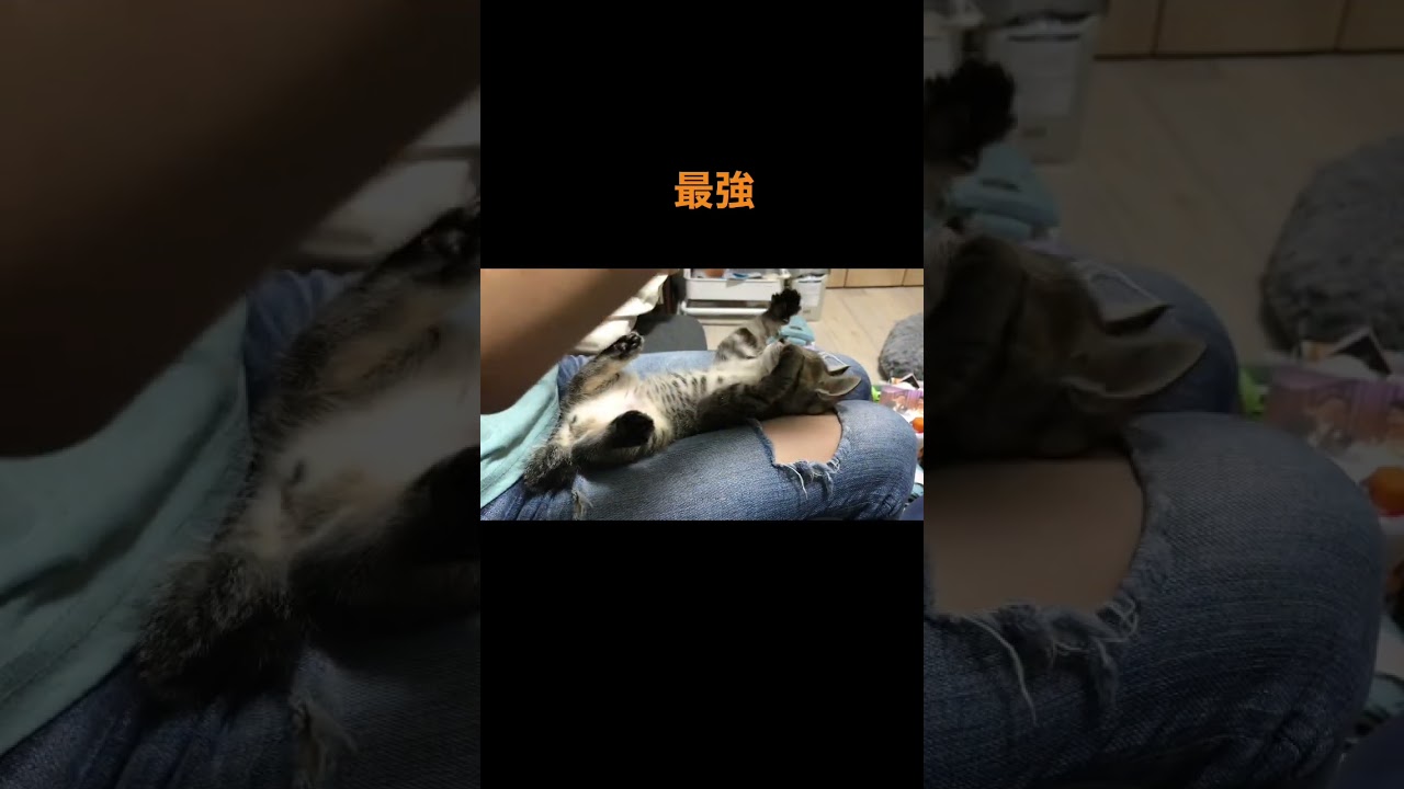 生後2か月の時　　スコティッシュフォールドと保護猫　Scottish Fold　#shorts