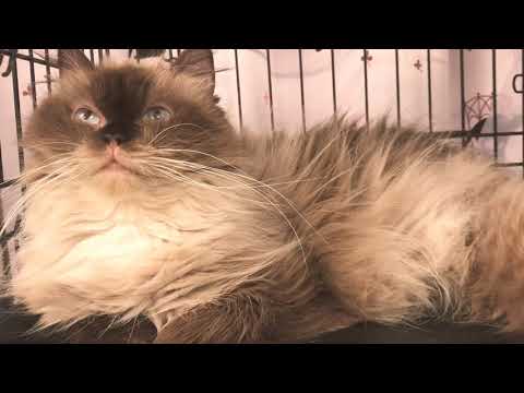 里親譲渡ヒマラヤン　😿　成猫なので、希望される方がほぼいらっしゃらない😭　アゴはネコ