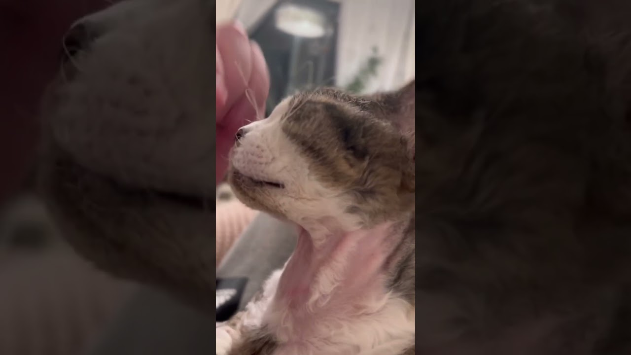 Don't stop cat #devonrex #kitten #shorts