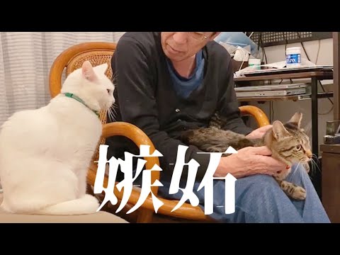 嫉妬の炎に燃えるハク様