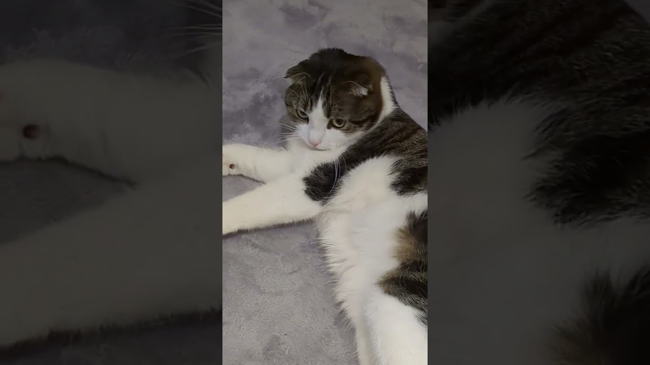 へそ天からのあくび　　　　　　#スコティッシュフォールド#寝姿#あいねこ #へそ天  #リラックス #愛猫#ブラウンタビーホワイト #ねこのいる暮らし #ねこのいる生活#あくび猫