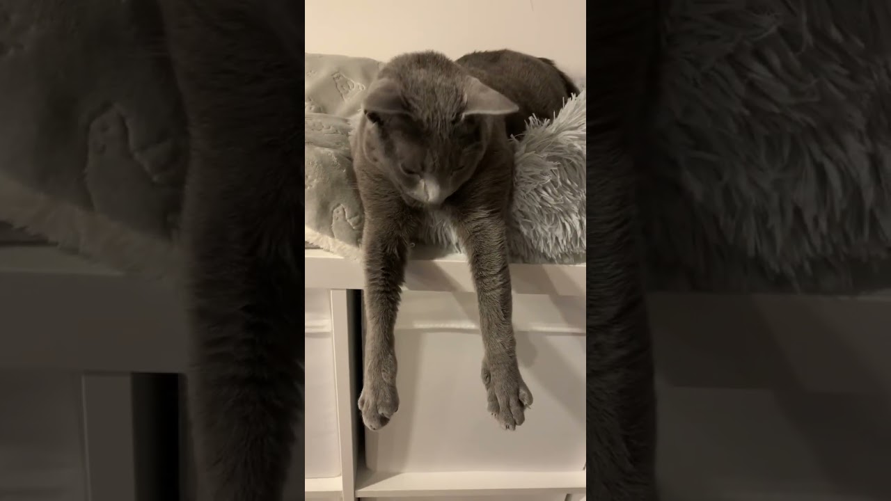 両手伸ばしてる時がチャンス🥺#shorts #ねこ #ロシアンブルー #russianblue