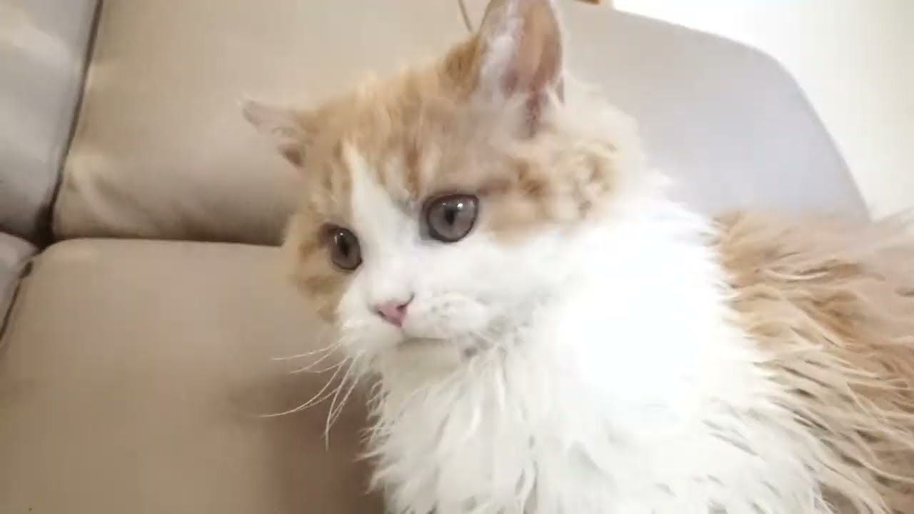 セルカークレックス子猫　2022.9.30産まれ 　レッド＆ホワイト　ロング　女の子　シーダキャット猫のお店