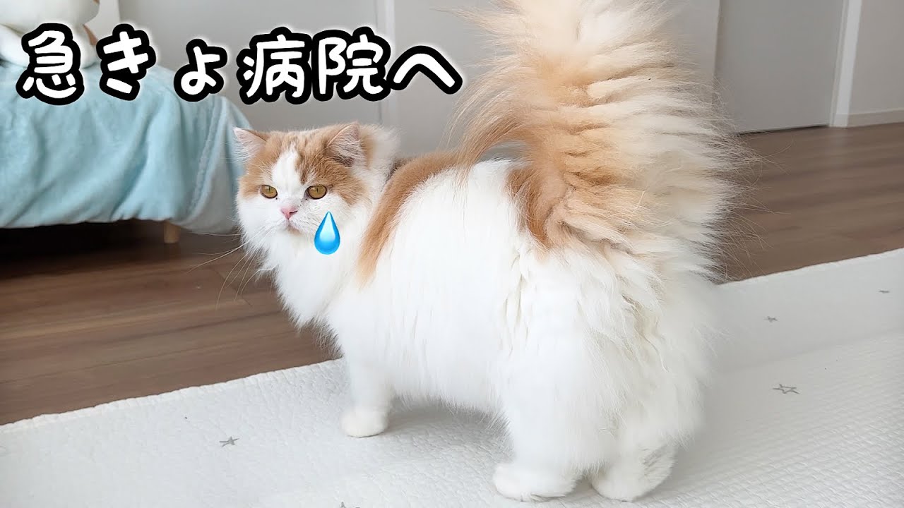 異変があったので病院へ連れて行きました