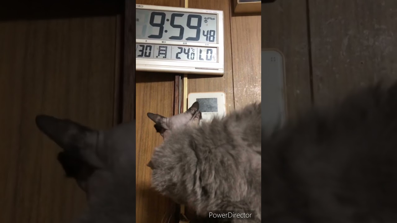 Two cats are close friends.仲の良いふたり　ラパーマとスフィンクス