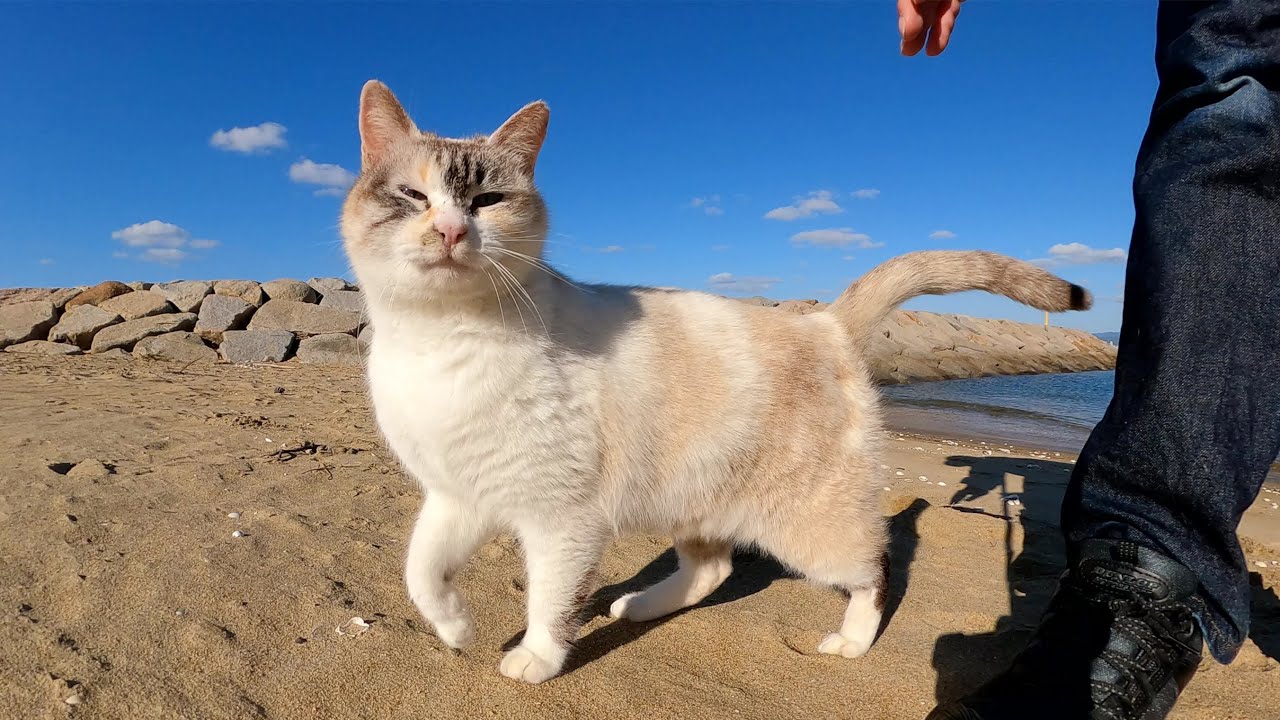 美猫のシャムミックスが砂浜で足にスリスリして甘えてきた