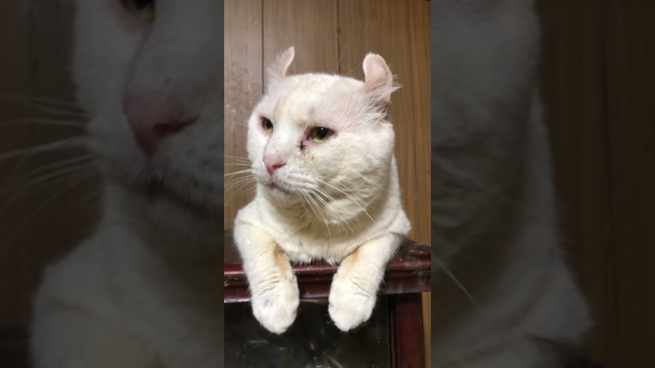 Vital,the American curl アメリカンカール•ヴィタル　餌を待ってる