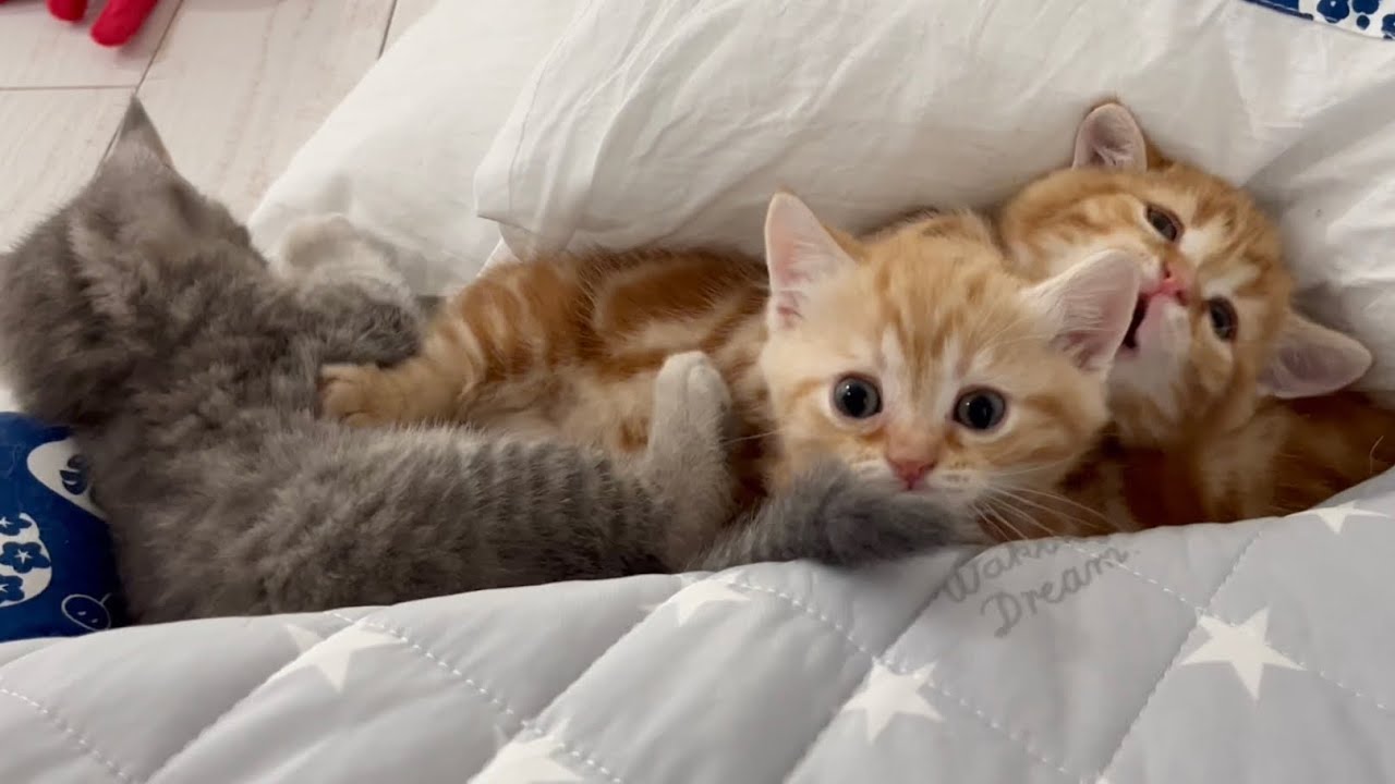 まるでぬいぐるみみたいなかわいい子猫たち💓