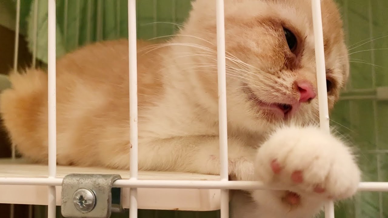 スコティッシュの子猫 夜中に症状が悪化しました