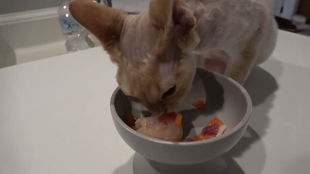 １歳のお誕生日のお祝いに手作りケーキをもらったデボン猫です