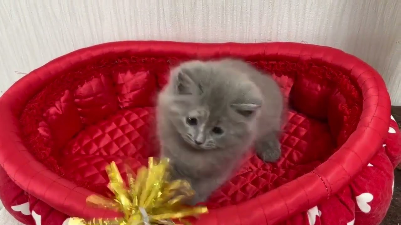 スコティッシュフォールド ブルー&クリーム（ロングヘアー）の女の子♡