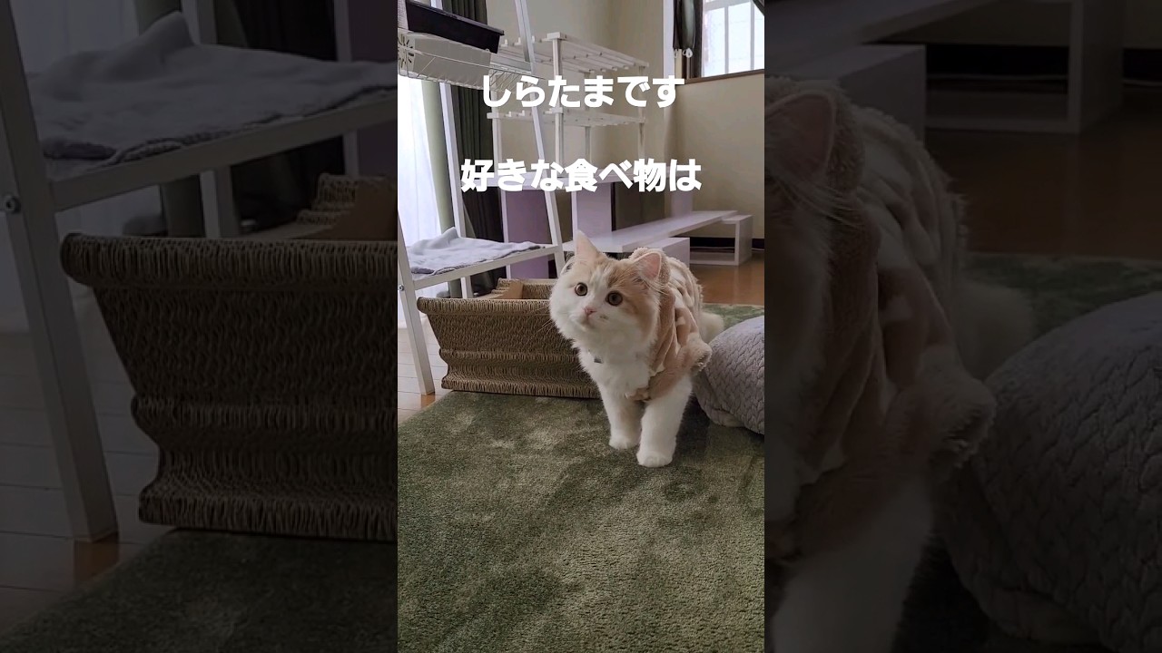 ラガマフィン子猫の好物 #ラガマフィン#catvideo