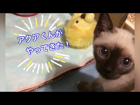 【子猫】トンキニーズ アクアくんをお迎えした日【成長記録vol.1】