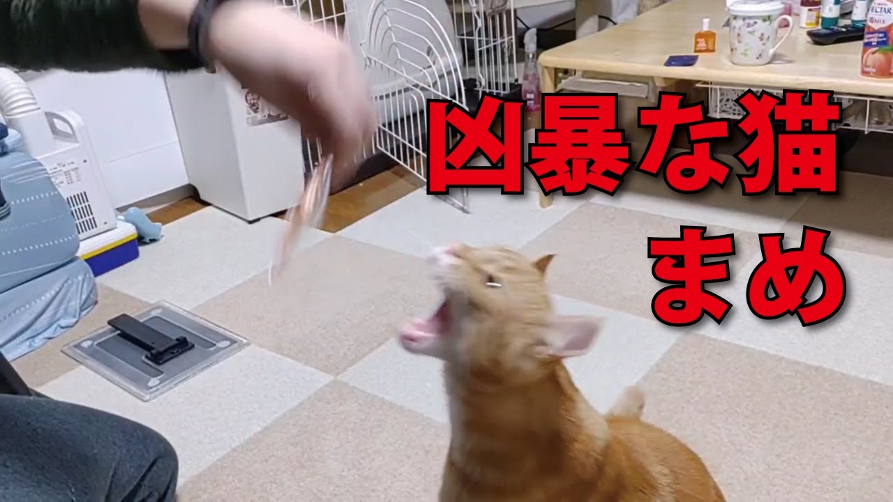 変なおもちゃで遊ぶ猫　#cat #アメリカンカール #猫 　cat playing with strange toy