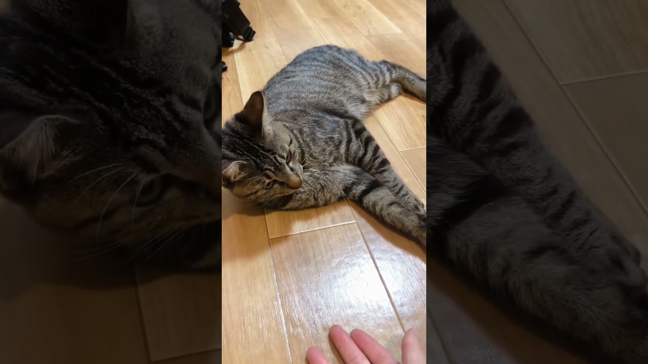 かまって欲しいけどカメラは絶対に見ない猫