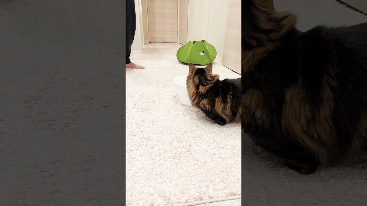 ナイッシュー！【マンチカンのアーサー】 #Shorts