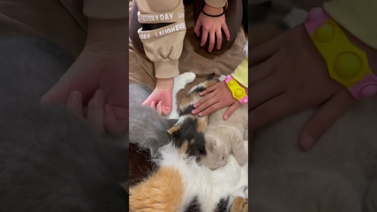 【可愛い三姉妹と可愛い子猫たち】#shorts