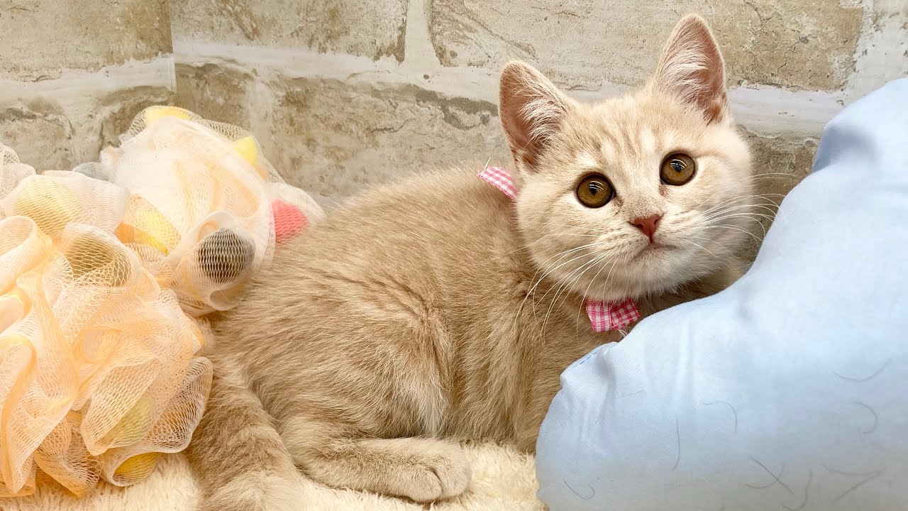 ピースワン＊ブリティッシュショートヘアー