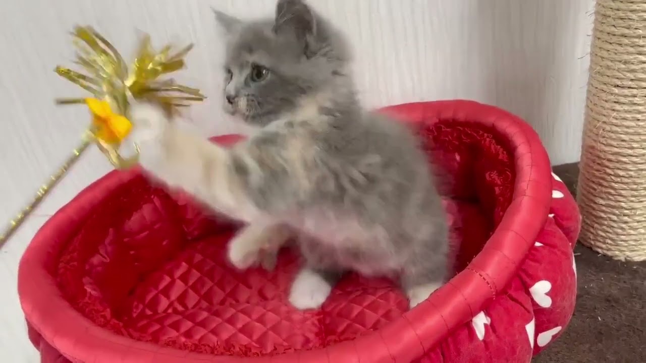 スコティッシュフォールド ブルーパッチドタビー&ホワイト（ロングヘアー）の女の子♡