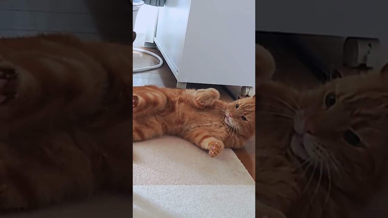 スゴい早い猫　 #cat #猫 #アメリカンカール #cats
