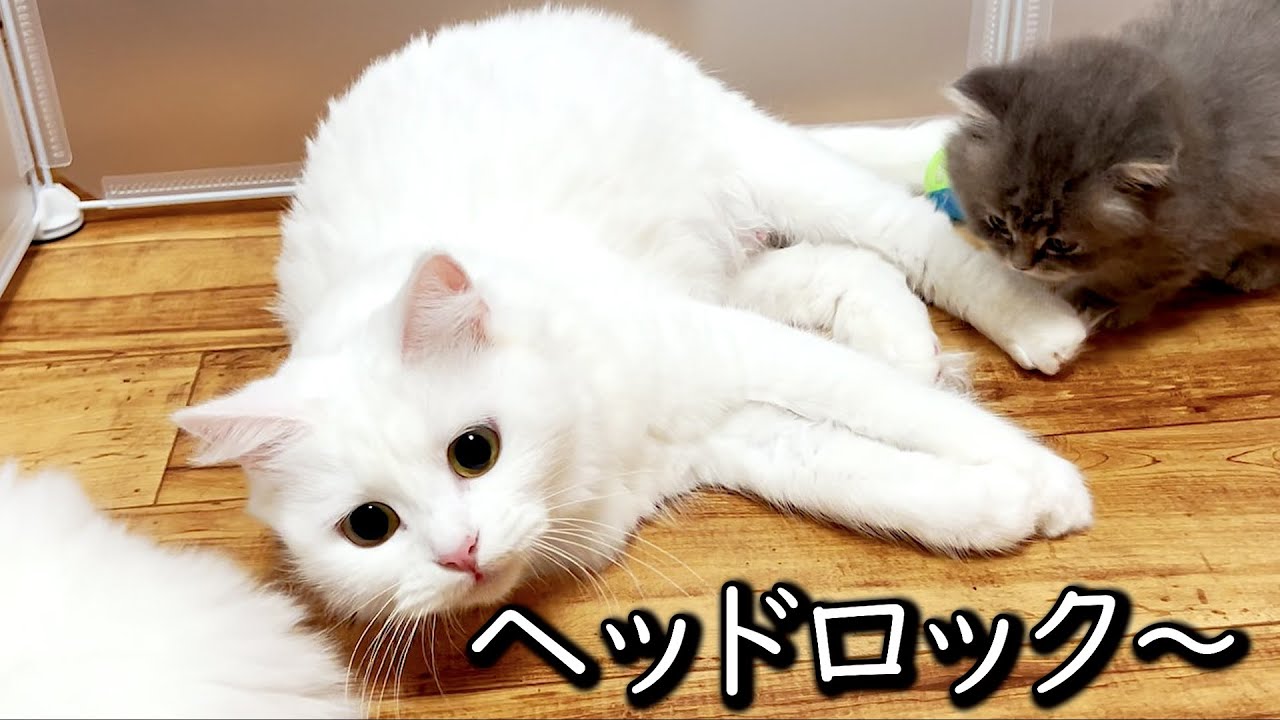 【マンチカンの子猫】子供達にヘッドロックをかますシロママな件 ∼猫のいる生活Vol.604∼ 出産動画 マンチカン短足・ミヌエット・ペルシャ猫専門ブリーダー『ペット蔵人』【子猫の成長記録】