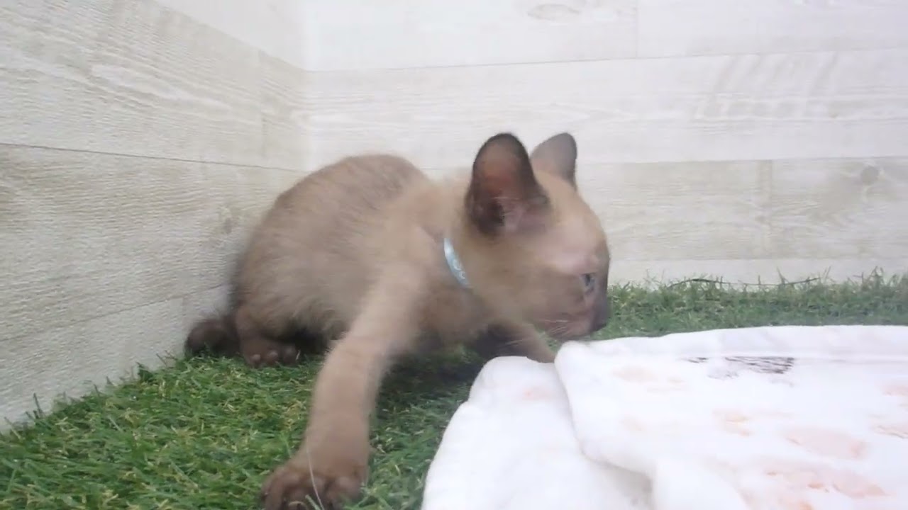 Coo&RIKU　No00618070 トンキニーズ