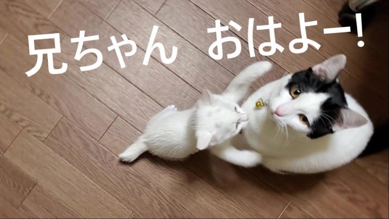 朝寝坊して兄ちゃんにたたき起こされる子猫。【2022.10.19(2)】