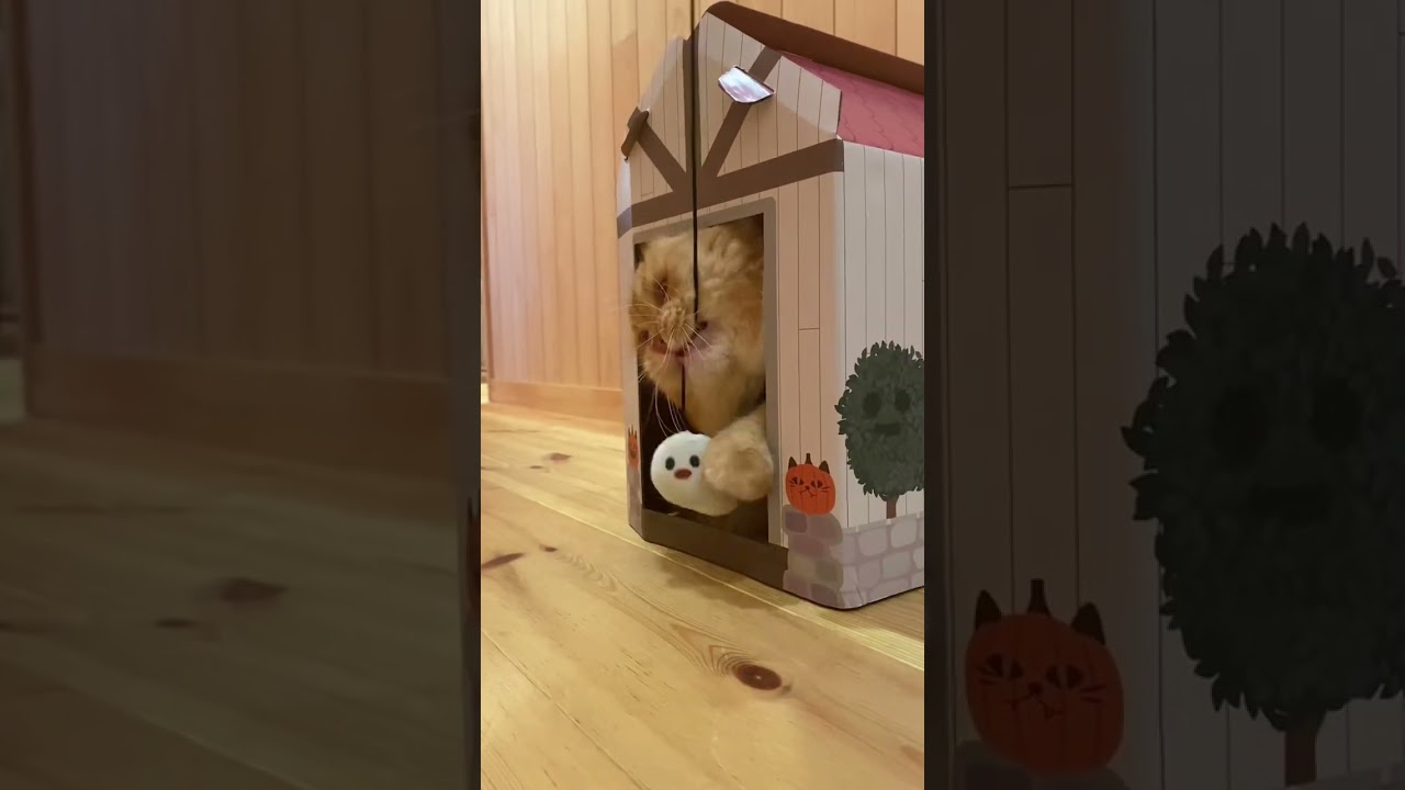 おばけを仕留めた猫#shorts #cat #猫 #ラガマフィン