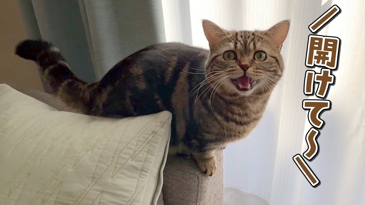 窓の外が見たくて鳴いてお願いしてくる猫が可愛すぎる！