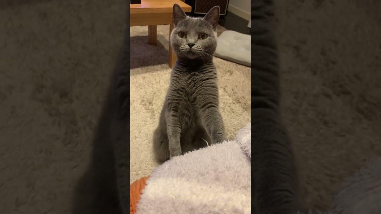 何かにキョロキョロする猫【シャルトリュー/Chartreux cat】#Shorts