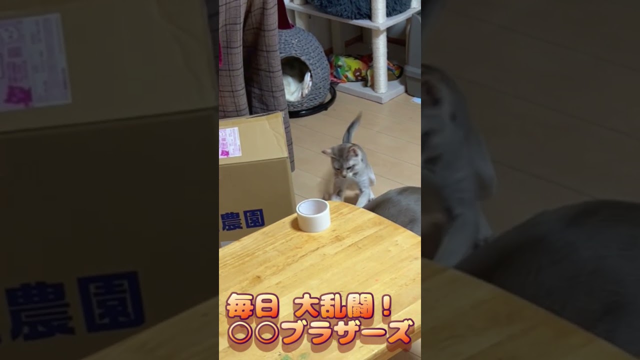 毎日 大乱闘スマブラ？