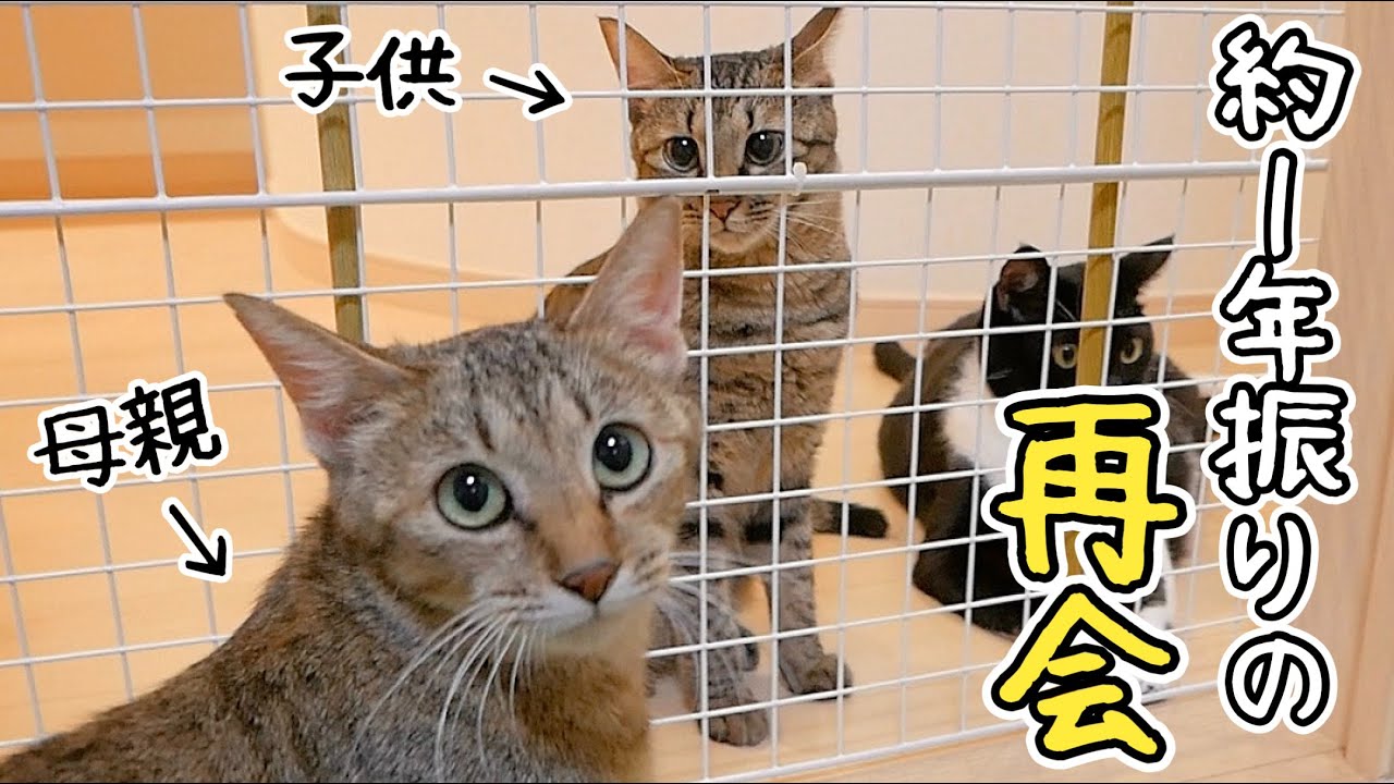 生き別れた子猫と母猫が約1年ぶりに再会した結果...