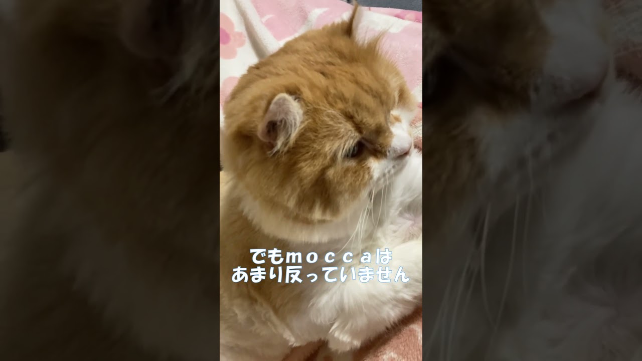 猫の価値は値段じゃない！(笑) #shorts  #猫 #アメリカンカール #cat