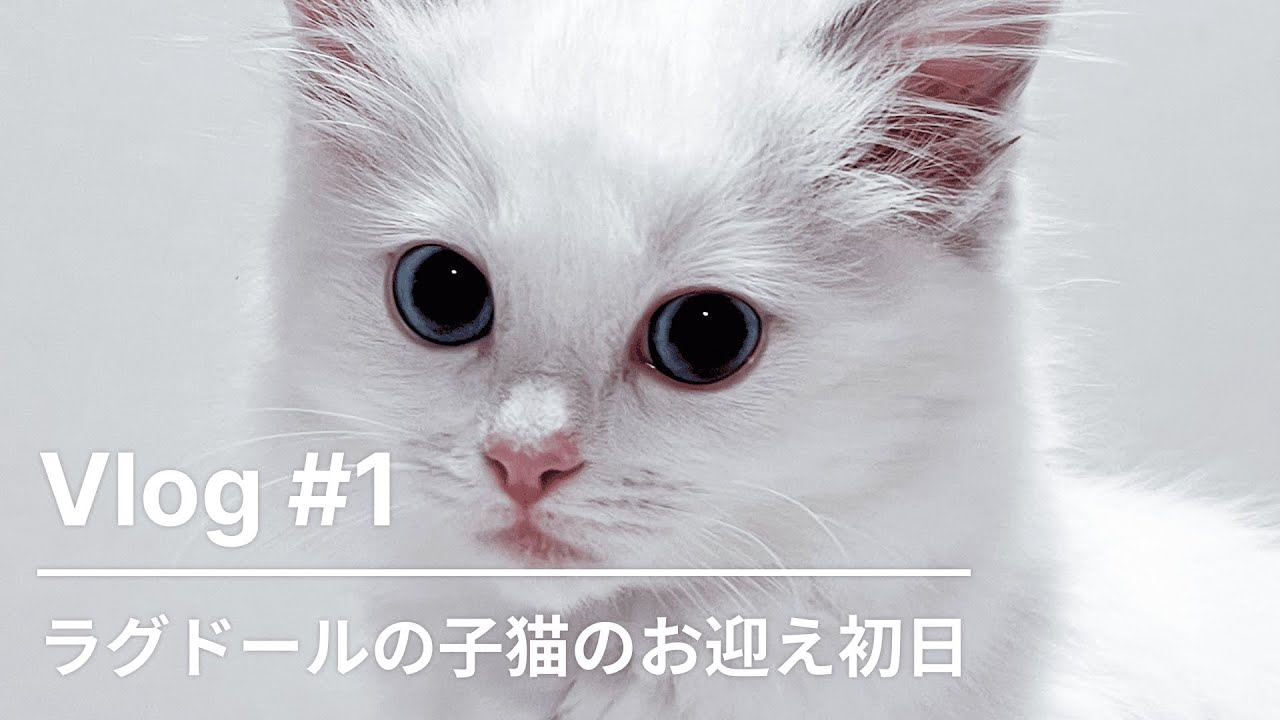 Vlog #1｜ラグドールの子猫のお迎え初日