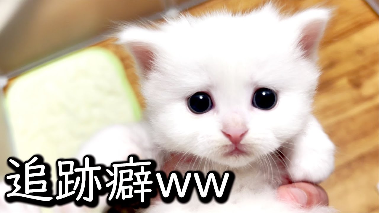 【マンチカンの子猫】淋しがり屋な赤ちゃんが主を追いかけてくるのが可愛い件 ∼猫のいる生活Vol.595∼ 出産動画 マンチカン短足・ミヌエット・ペルシャ猫専門ブリーダー『ペット蔵人』【子猫の成長記録】