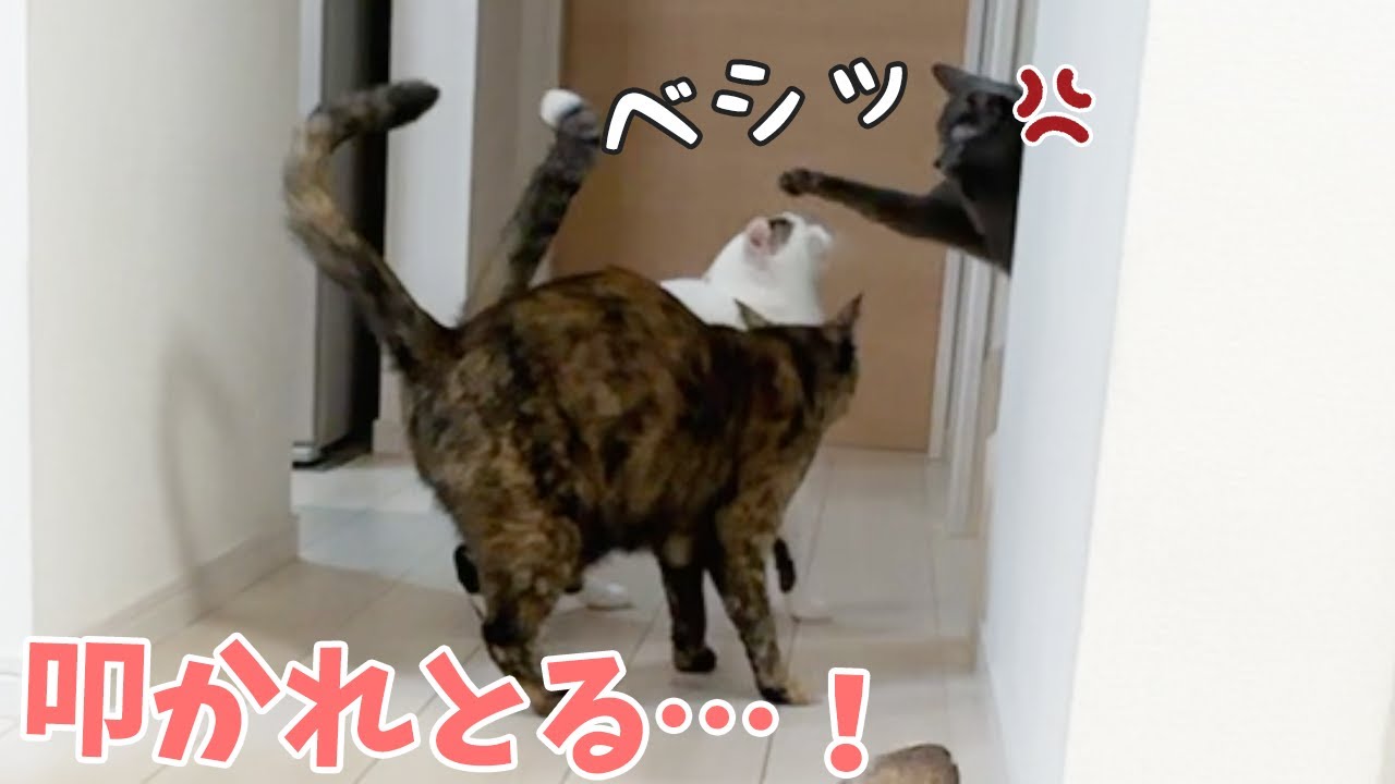 娘がご飯準備してるときの猫たちの行動が面白すぎた…ｗ