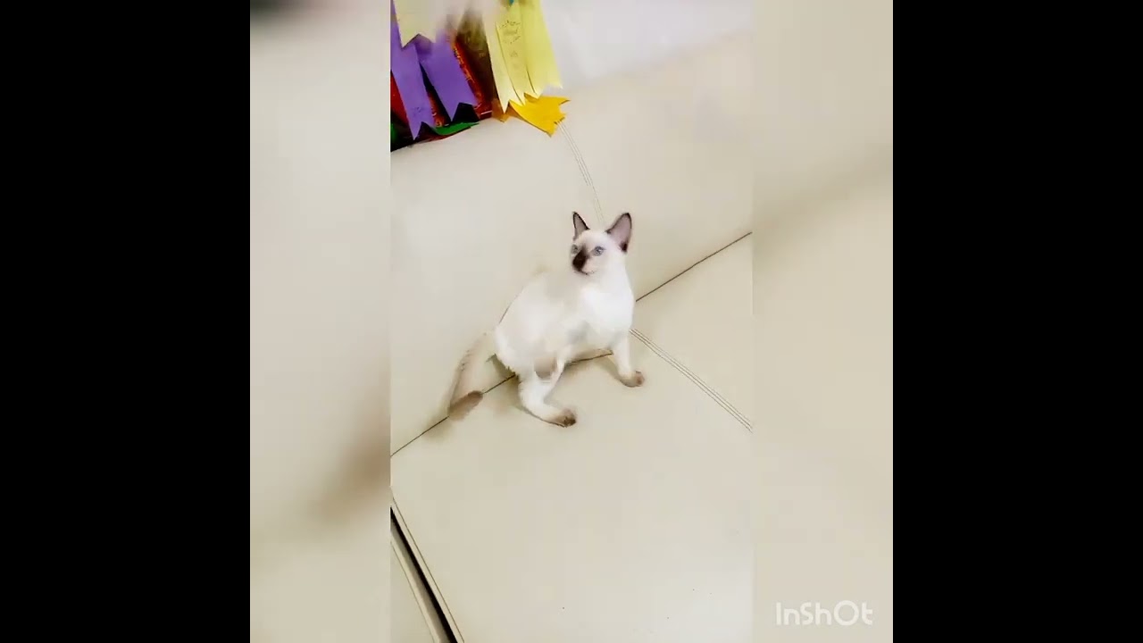 トンキニーズ 【シャンパンポイント】素晴らしいコートをもった美人ちゃんです。