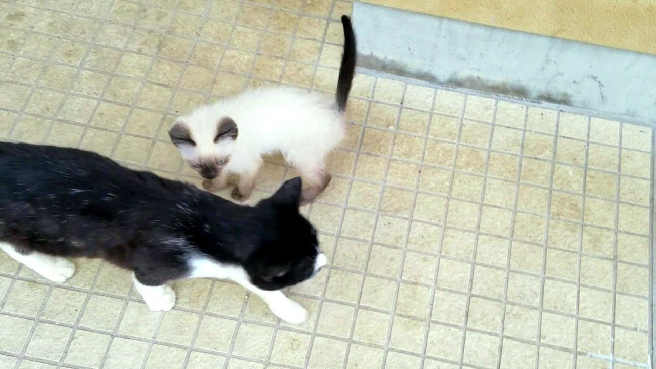 滅多に鳴かなかったシャム子猫が黒白猫に小声で話しかけた時