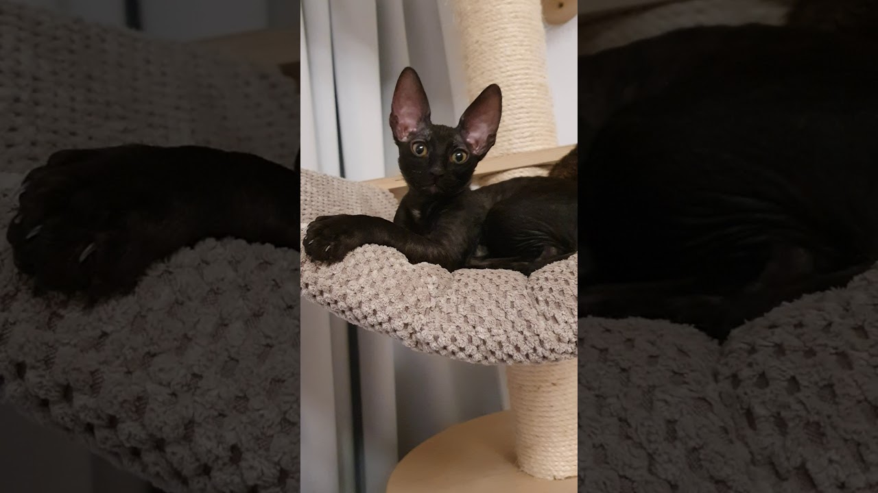 Cornish Rex Kitten, black Kitten!!!