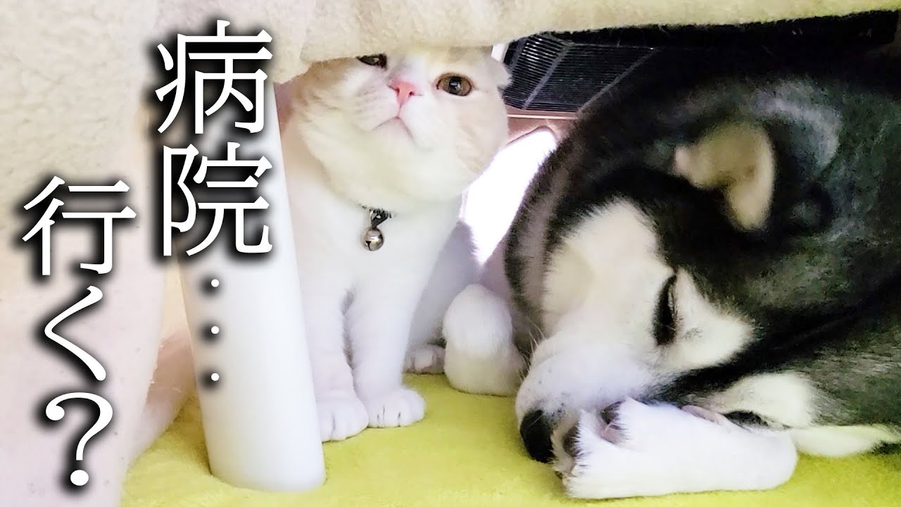 おやつを盗み食いしてた子猫とハスキー犬に「病院行く？」と聞いたらこうなった...