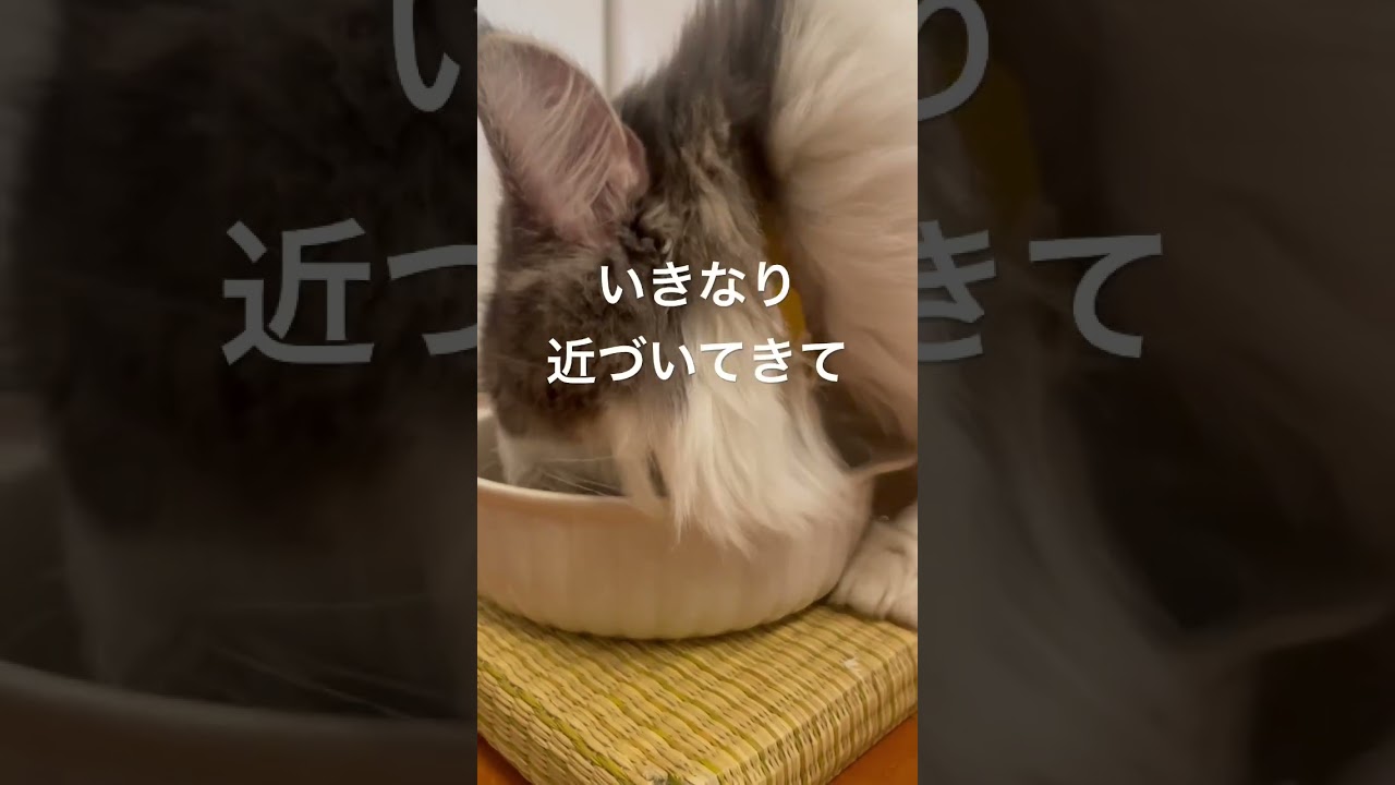 朝から幸せをくれるリキ #ノルウェージャンフォレストキャット