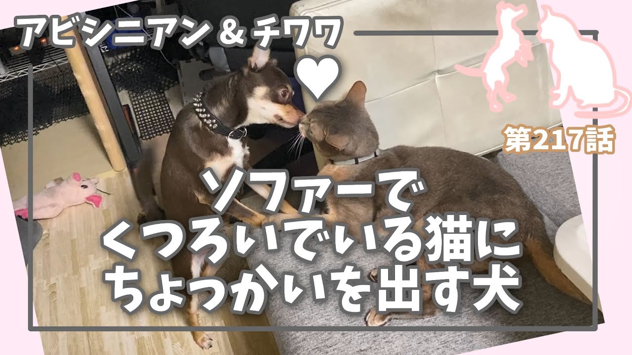 [217話] (チワワ&アビシニアン) ソファーでくつろいでいる猫にちょっかいを出す犬