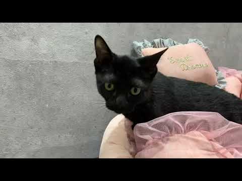 Coo&RIKU　No568263　ボンベイ