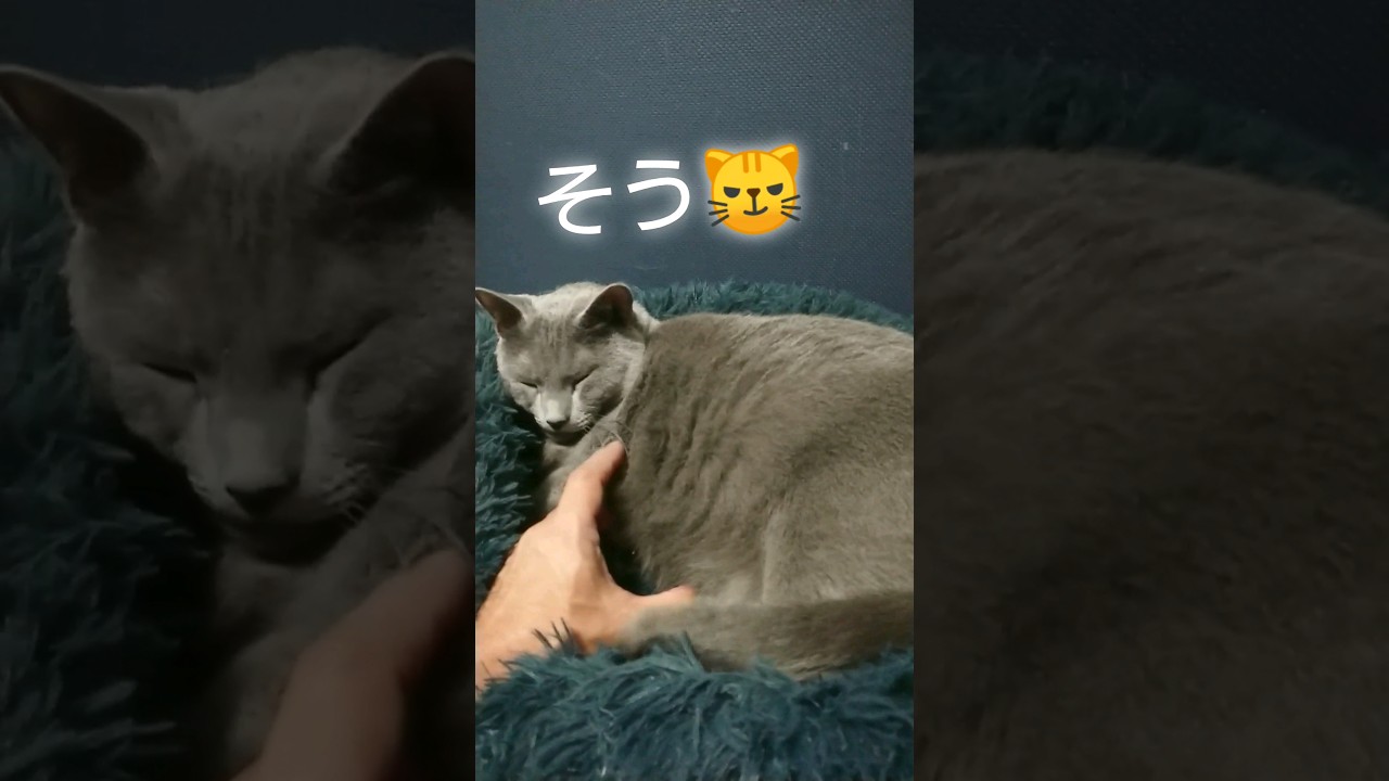 リズム🎶 #cute #ロシアンブルー #ネコ #猫