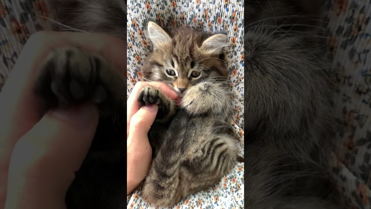 Cat funny #cats #catfunnyvideo#shorts #trending #ytshorts @Cat Funny @ AWW ANIMALS @dojacat @dojacat