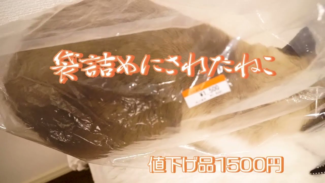 袋に入ったら姉さんに袋詰めにされたシャム猫 A stuffed cat in a bag