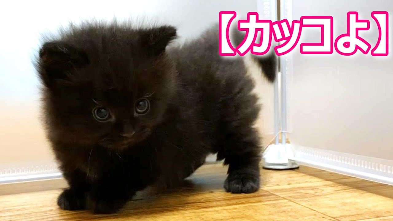 【子猫の成長記録】黒猫マンチカンの子猫がカッコ良く育っている件 ∼猫のいる生活Vol.241∼ 出産動画 マンチカン短足・ミヌエット・ペルシャ猫専門ブリーダー『ペット蔵人』