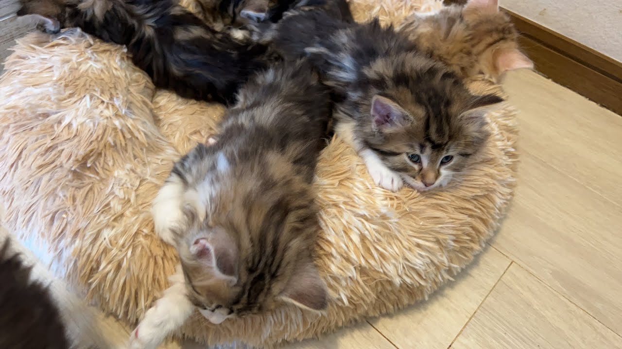 赤ちゃん猫7頭のライブ配信です！（ノルウェージャンフォレストキャットです）