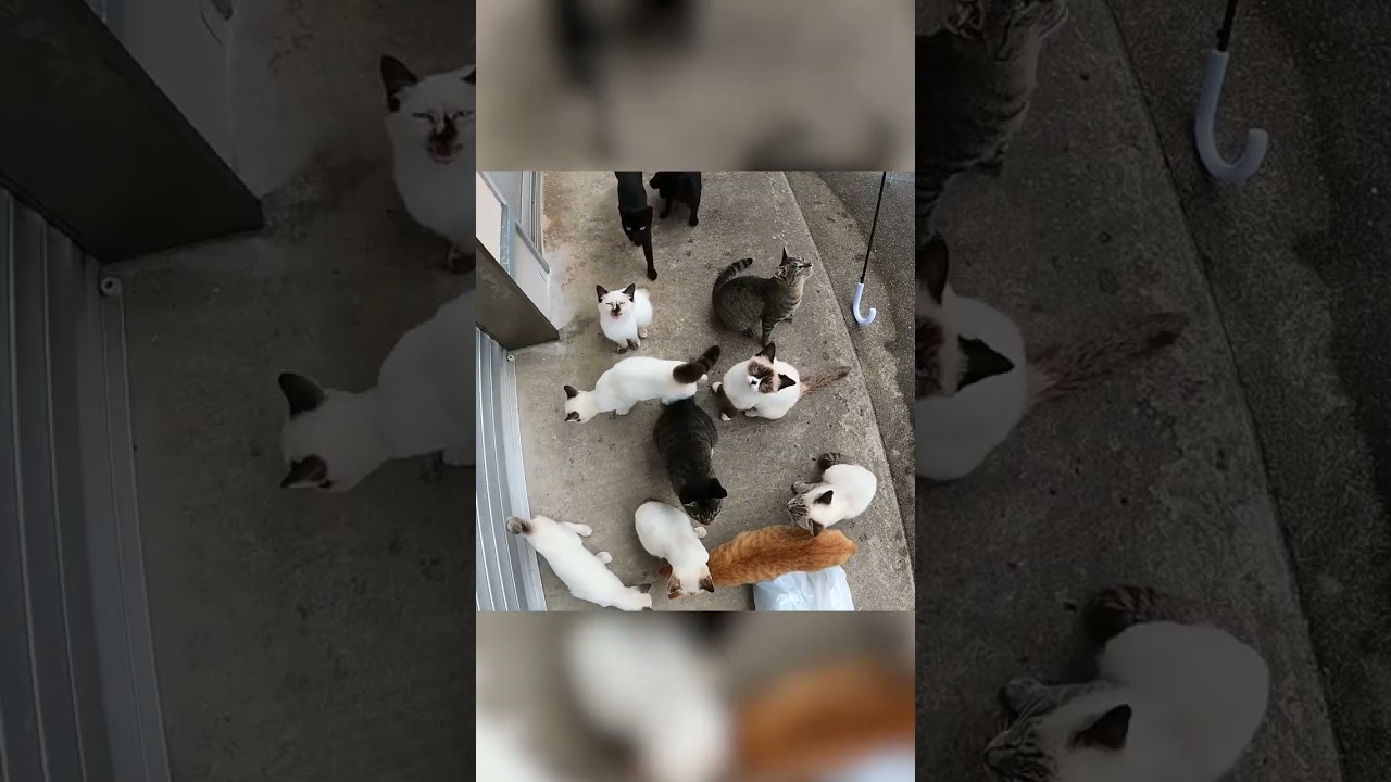 【大量の野良猫】シャム立ち上がり鳴いているが…#shorts