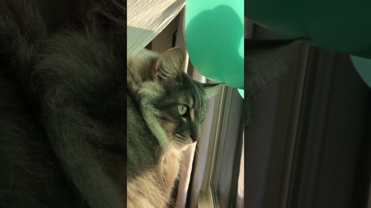 たしかなこと #shorts #猫動画 #ノルウェージャンフォレストキャット #アビシニアン #サイベリアン #cat #まな猫